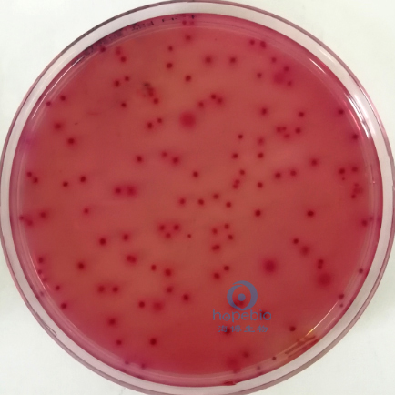 鼠伤寒沙门氏菌  粉红色菌落，无胆盐沉淀环